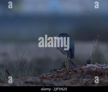 vista posteriore dell'airone della barriera corallina occidentale all'alba Foto Stock