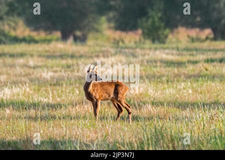 Capriolo europeo giovane (Capreolus capreolus) foraggio giovanile in prato / prateria / pascolo a bordo della foresta in estate Foto Stock