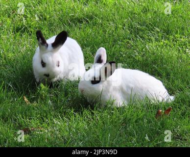 Due soffici coniglietti bianchi con segni neri che vagano sul campo Foto Stock