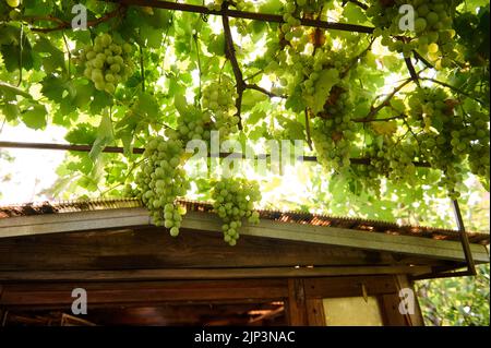 Vista dal fondo di grappoli di uva bianca appesi sulle vigne nelle vicinanze di un tetto di una casa in legno in scena rurale. Foto Stock