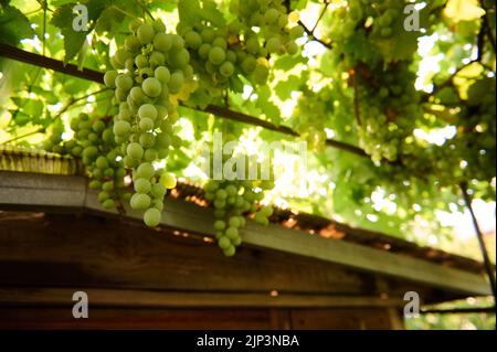 Vista dal fondo di grappoli di uva bianca appesi sulle vigne nelle vicinanze di un tetto di una casa in legno in scena rurale. Foto Stock