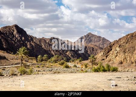 Il fiume Wadi Shawka si trova nelle montagne Hajar, con oasi, palme e piante, montagne rocciose di calcare sullo sfondo, Emirati Arabi Uniti. Foto Stock