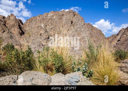 Il letto secco del fiume Wadi Shawka, con vegetazione verde, erba e palme, Hajar Mountains, Emirati Arabi Uniti. Foto Stock