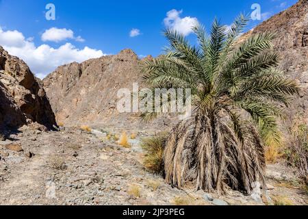 Wadi Shawka letto di fiume secco con oasi con grandi palme da dattero (Phoenix dactylifera), Emirati Arabi Uniti. Foto Stock