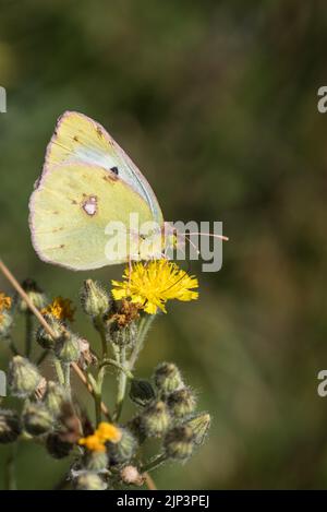 Giallo nuvoloso di Christoph (clorocoma di Colias) Foto Stock