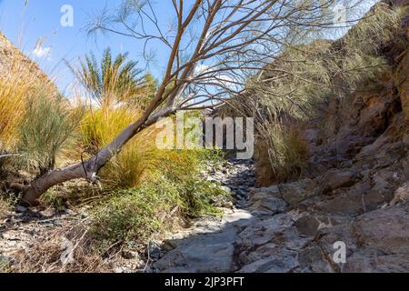 Sentiero escursionistico in pietra attraverso il letto secco del fiume Wadi Shawka, con vegetazione verde, erba e palme, Hajar Mountains, Emirati Arabi Uniti. Foto Stock