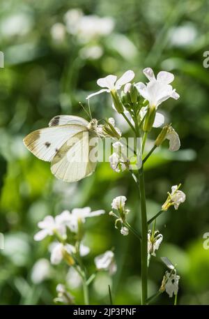 Bianco piccolo del sud (Pieris mannii) Foto Stock