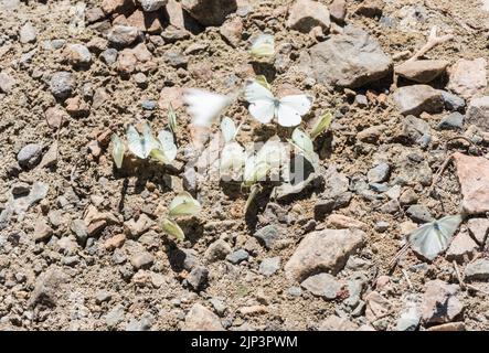Fango-buddling bianco piccolo del sud (Pieris mannii) Foto Stock