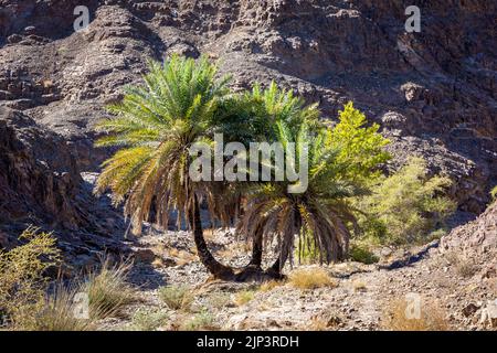 Wadi Shawka letto di fiume secco con oasi con grandi palme da dattero (Phoenix dactylifera), Emirati Arabi Uniti. Foto Stock