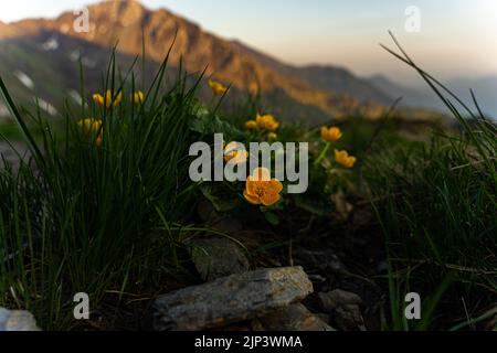 Un primo piano di fiori gialli di montagna che crescono sulla roccia con montagne sullo sfondo durante il tramonto Foto Stock