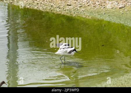 Un Avocet pied bianco e nero che cammina nel lago poco profondo con il riflesso di alberi verdi Foto Stock
