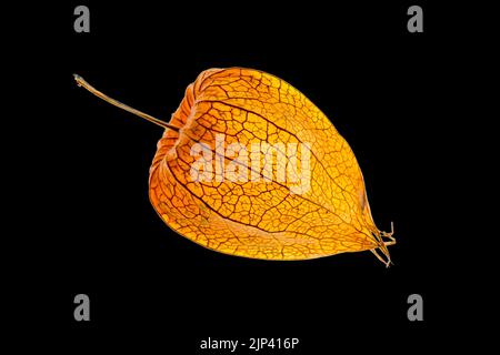 Macro closeup Physalis akekengi frochetii o lanterna cinese Foto Stock