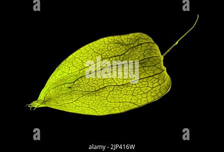 Macro closeup Physalis akekengi frochetii o lanterna cinese Foto Stock