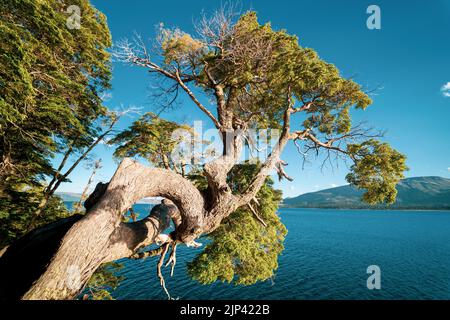 Un primo piano di un albero attorcigliato che sorge sopra il mare catturato in una giornata di sole Foto Stock