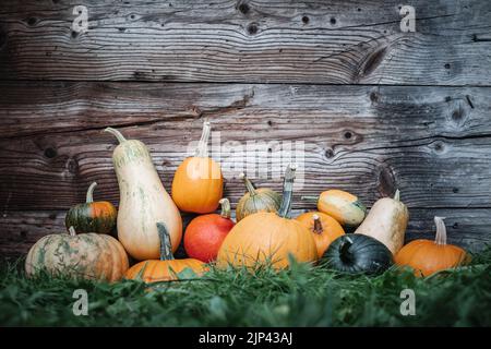 Diversi tipi di zucche in autunno giardino erba vicino a vecchie pareti di legno. Sfondo di festa di Halloween Foto Stock