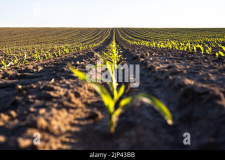 File di mais verde dei campi agricoli di Ucraina. Cielo blu sullo sfondo. Paesaggio rurale agulturale Foto Stock