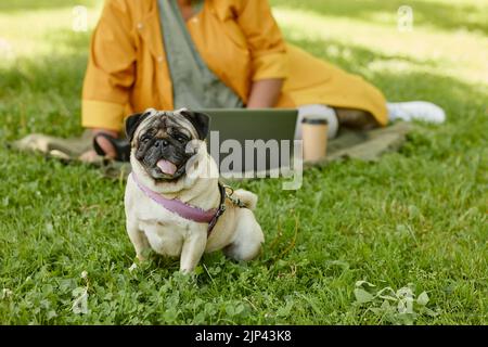 Ritratto a tutta lunghezza di carino cane pug seduto sull'erba e guardando la macchina fotografica con il proprietario rilassarsi nel parco in background, copia spazio Foto Stock