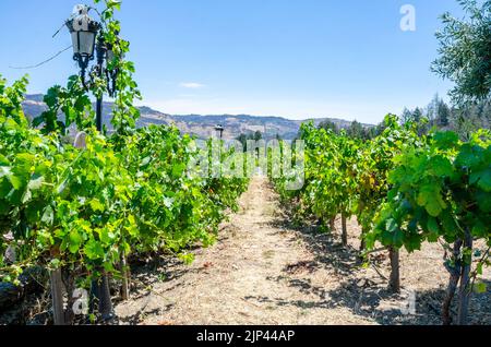 Filari di vitigni che coltivano uva per la vinificazione nella Napa Valley in California, USA Foto Stock