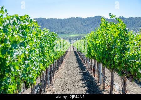 Maturazione delle uve su vitigni coltivando uve per la vinificazione nella Napa Valley in California, USA Foto Stock