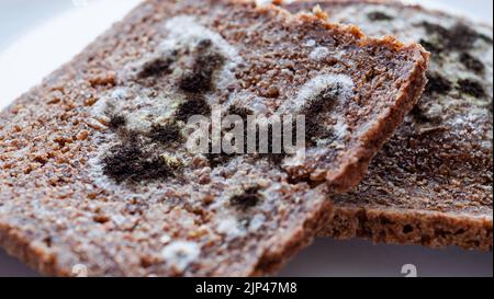 Fette di pane marrone guastato con vari tipi di muffa su piatto bianco. Fungo ammuffito coperto vecchio pane marcio. Concetto di spreco di cibo. Vista dall'alto Foto Stock