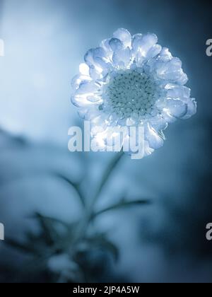 Primo piano di una sciabica congelata in ghiaccio. Foto Stock