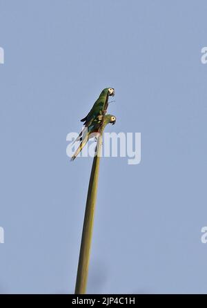 Macaw con ali blu (Primolius maracana) coppia adulta arroccata sulla cima della palma Caleche, Brasile Luglio Foto Stock