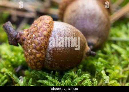 Peduncolare acorno di quercia, primo piano oggetto. Foto Stock