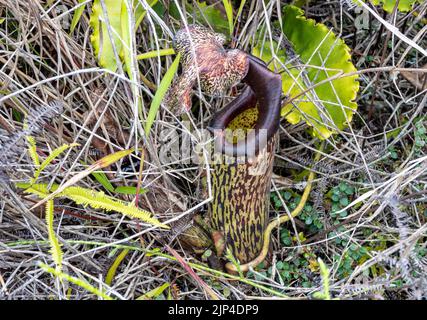 Pianta carnivora della caraffa Nepenthes maxima in natura. Sulawesi, Indonesia. Foto Stock