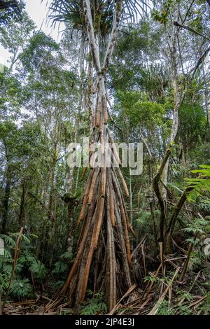 Un albero di palma Walking (Socratea exorrhiza) nella foresta. Lore Lindu National Park, Sulawesi, Indonesia. Foto Stock