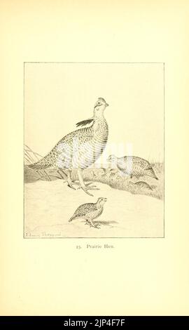 Il gioco dei gallinacei uccelli del Nord America (Pl. 23) (8119288019) Foto Stock