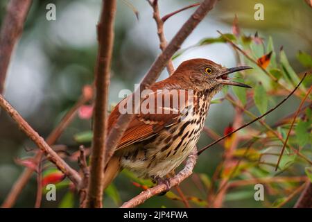 Un primo piano di un thrasher marrone (Toxostoma rufum) arroccato su un ramo che mangia una bacca rossa Foto Stock