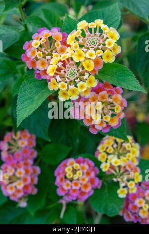 Lantana Camara 'Hybridà' fiorisce splendidamente nei Giardini Botanici di Singapore. Scatto verticale. Foto Stock