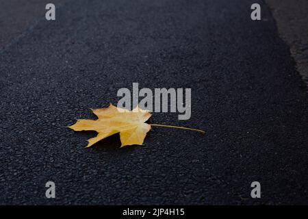 foglie autunnali sfondo. foglia gialla autunnale solitaria sulla strada. una foglia gialla autunnale sulla pista. Foto Stock