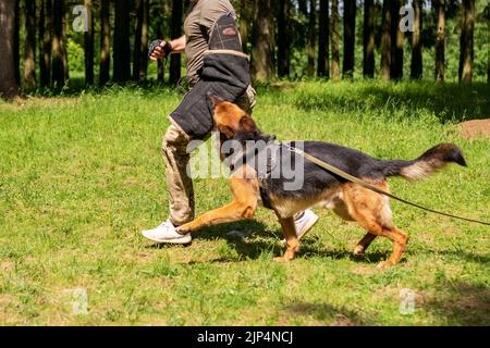 Addestramento del pastore per l'aggressione, con i addestratori del cane nella foresta. Foto di alta qualità Foto Stock