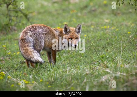 Volpe rossa che si accende prato con dente di leone in autunno Foto Stock