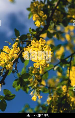 Un colpo verticale di fiori gialli di Acacia - grande per le carte da parati Foto Stock