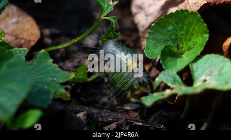 Un bruco di verme naturale autunnale (Hyphantria cunea) con larve di vespa parassite Foto Stock