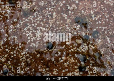 fondale marino dell'oceano, abitanti marini - lumache d'acqua, granchio eremita, barnacolo. sfondo naturale. Canada Foto Stock