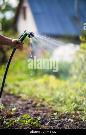 La mano del coltivatore con tubo da giardino e ugello della pistola innaffiare piante vegetali in estate. Concetto di giardinaggio. Piante agricole che crescono in fila di letto Foto Stock