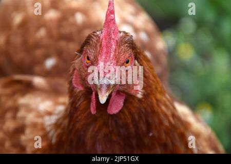 Un ritratto di primo piano di un pollo Foto Stock