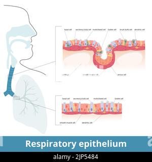 Epitelio respiratorio. Tessuto del tratto respiratorio umano con cellule specifiche: Cellule ciliate, goblet, basali. Cellule muscolari lisce e cellule dendritiche. Illustrazione Vettoriale