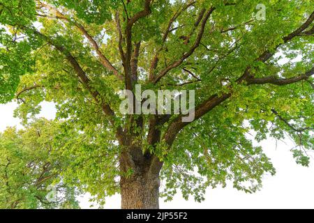 Albero di quercia in foglia completa in estate in piedi da solo Foto Stock