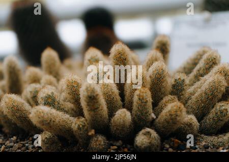 Un primo piano di un cactus in pizzo d'oro - Mammillaria elongata Foto Stock