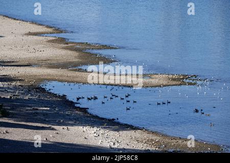 calo dei livelli d'acqua sul reno vicino colonia agosto 2022 Foto Stock