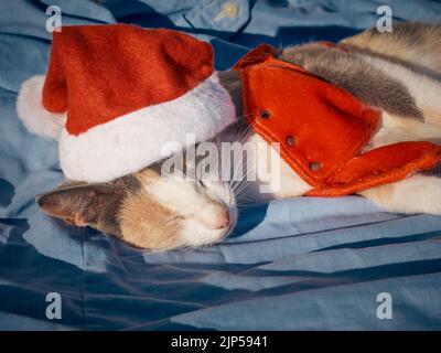 Gatto riposante che indossa un cappello di Natale di Babbo Natale Foto Stock
