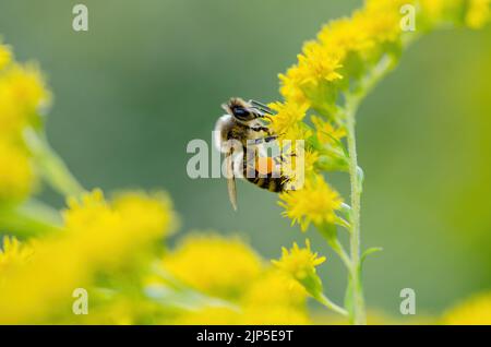 Miele Bee Insect impollinante Wild Yellow Flowers Foto Stock