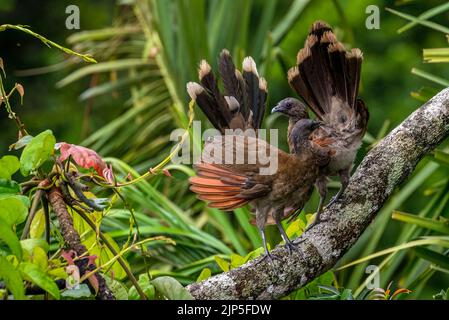 Coppia di chachalacas con testa grigia - Ortalis cinereiceps Foto Stock