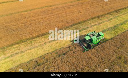 Una mietitrebbia agricola rossa che raccoglie il prodotto in un campo di grano grande. Vista aerea dal drone. Foto di alta qualità Foto Stock