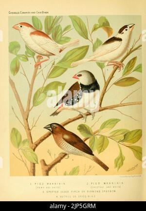 Il libro illustrato di canaie e cage-birds, inglesi e stranieri Foto Stock