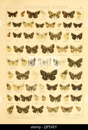 Il Macrolepidoptera del mondo (TAF. 85) (8145274159) Foto Stock